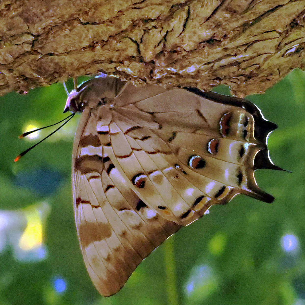 Image of Polyura gamma Lathy 1898