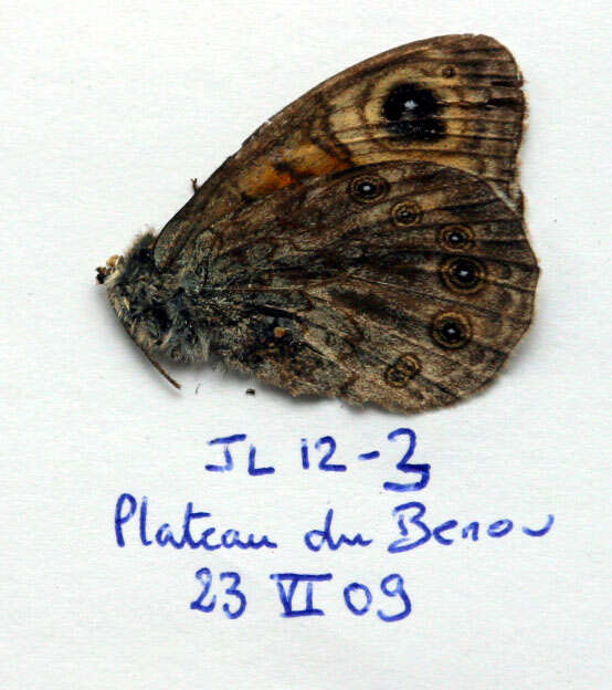 Image of Lasiommata maera