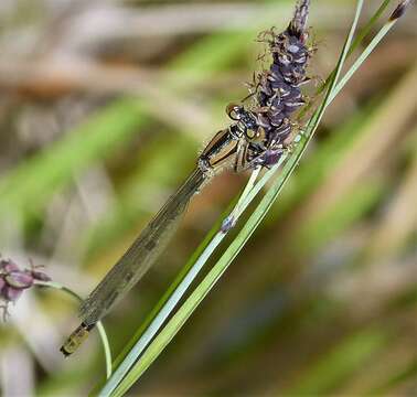 Image of Azure Bluet