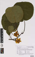 Image de Actinidia chinensis var. hispida C. F. Liang