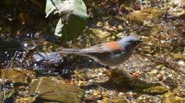 Image of Yellow-eyed Junco