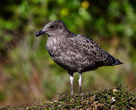 Image of Kelp Gull