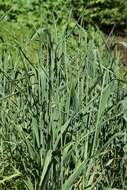 Image of Dahurian wild rye