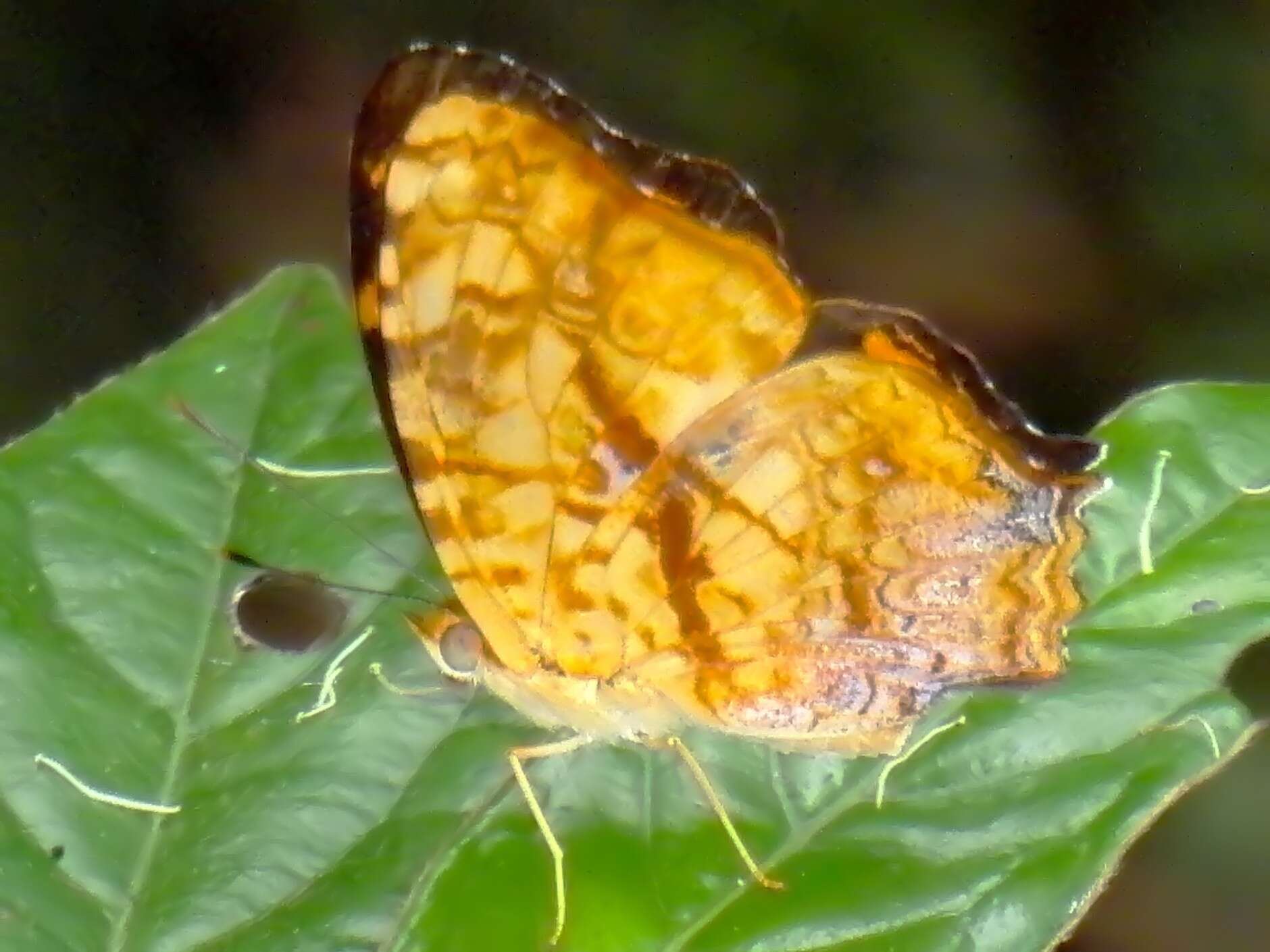 Image of Symbrenthia lilaea