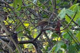 Image of Tamaulipas Pygmy Owl