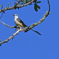 Image of Scissor-tailed Flycatcher