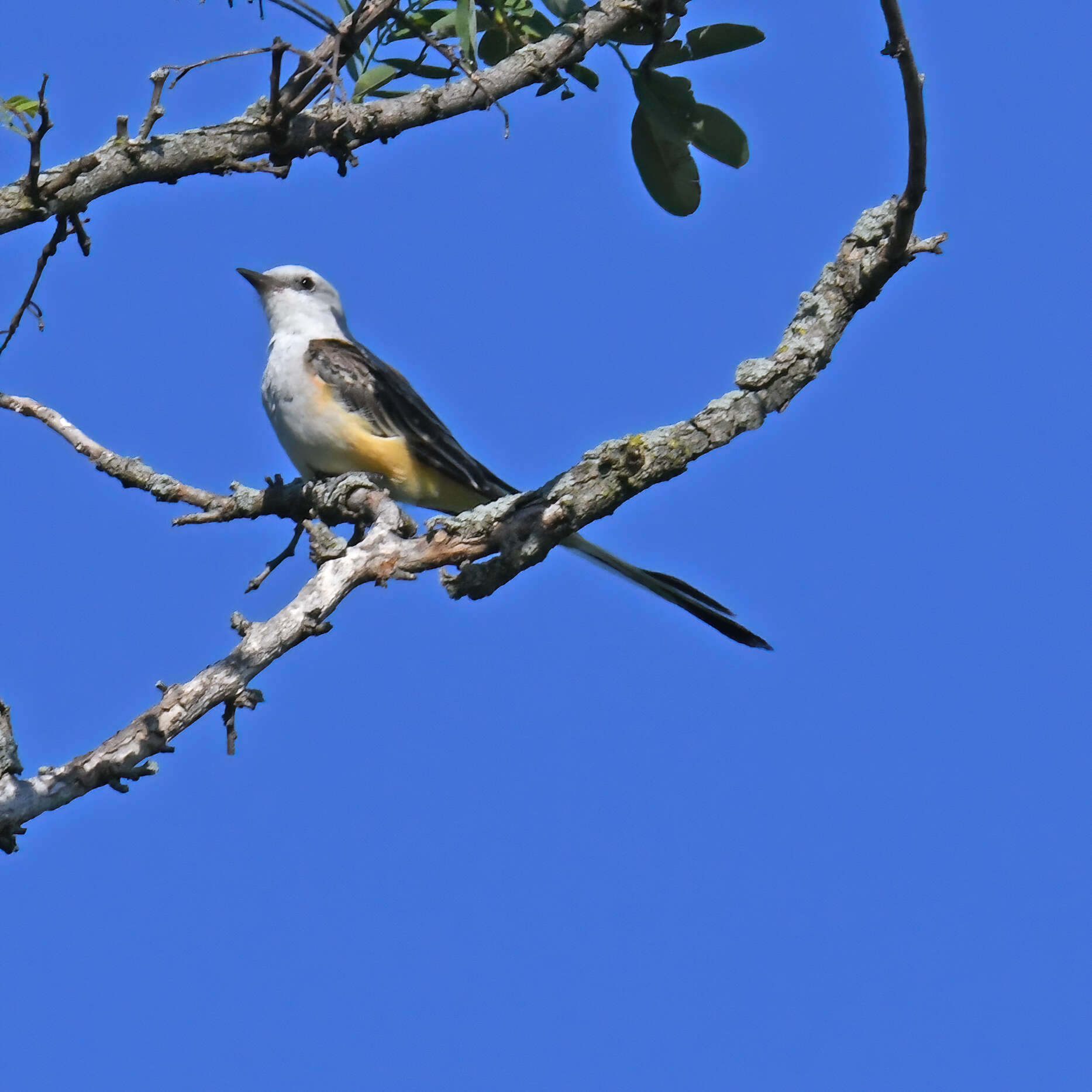 Image of Scissor-tailed Flycatcher