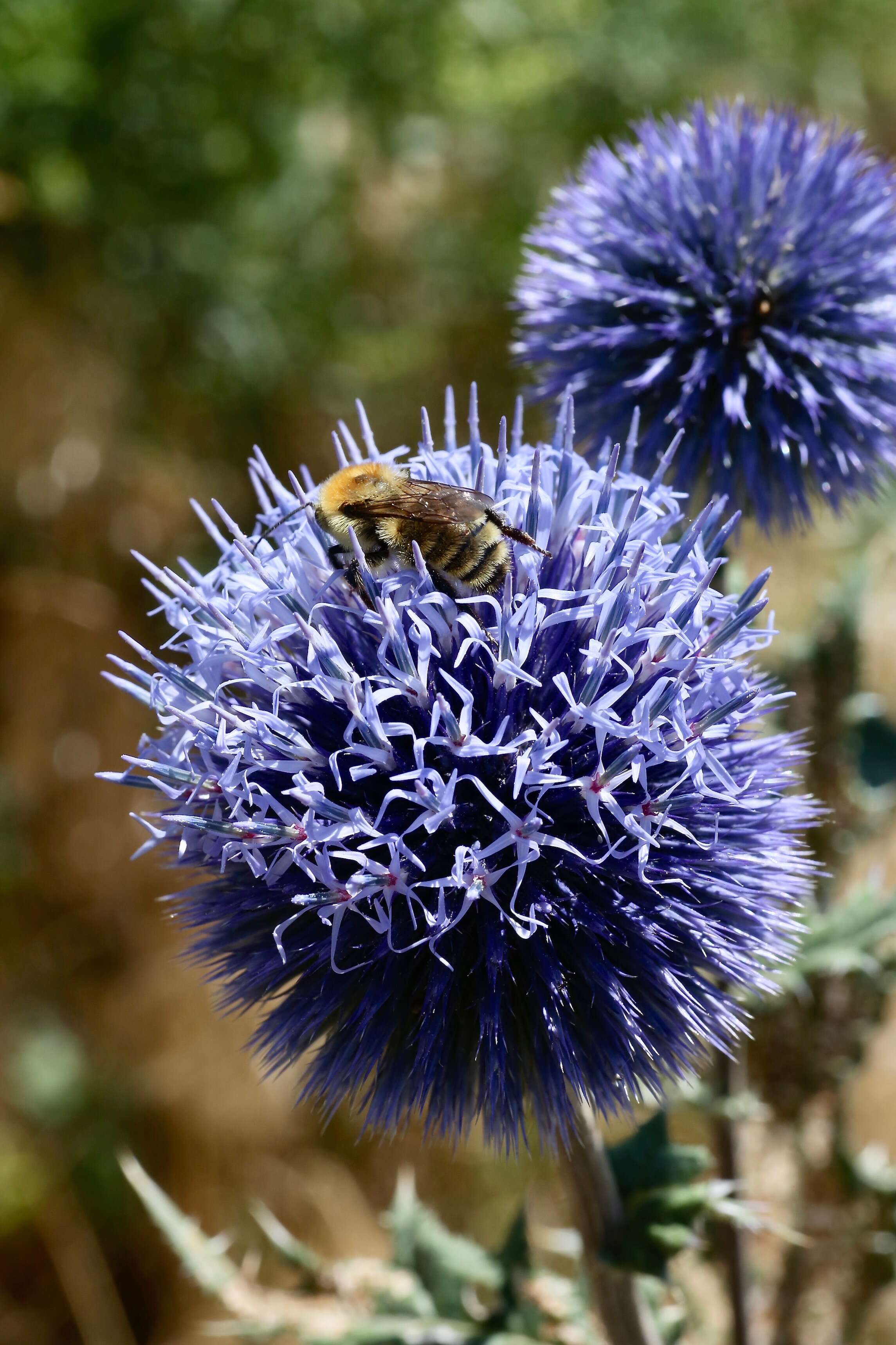 Image of Echinops chantavicus Trautv.