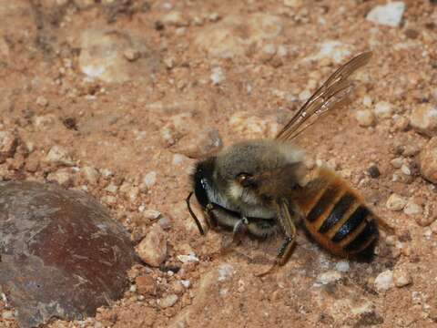 Image of Megachile montenegrensis Dours 1873