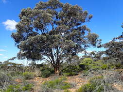 Image of Eucalyptus densa M. I. H. Brooker & S. D. Hopper