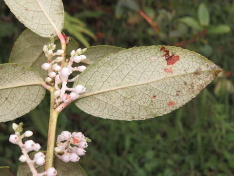 Image of Gaultheria fragrantissima Wall.