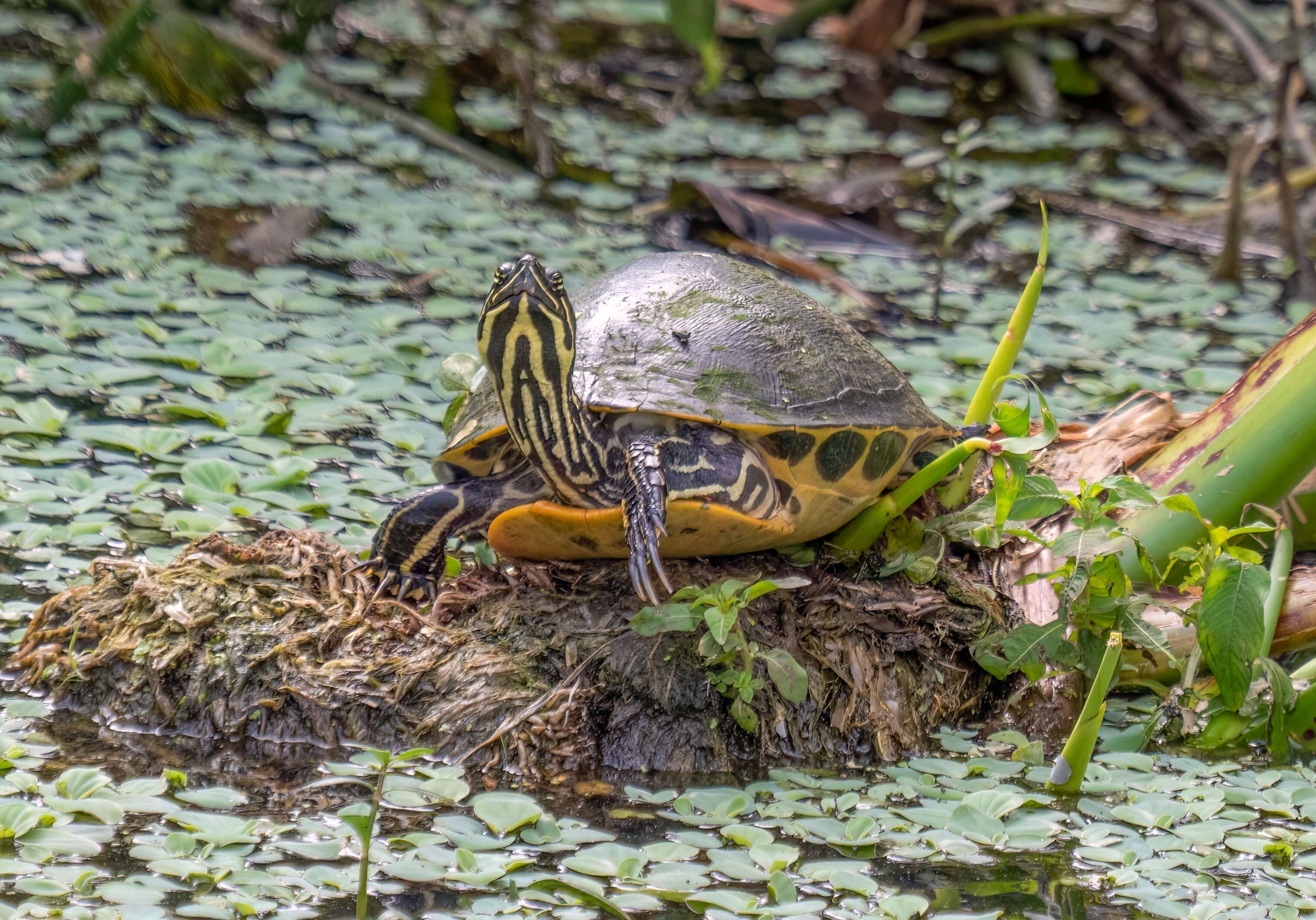 Image of Peninsula Cooter