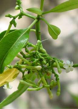 Image of Rauvolfia nukuhivensis (Fosberg & Sachet) Lorence & Butaud