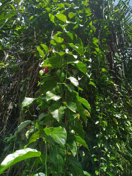 Sivun Adenia heterophylla (Bl.) Koord. kuva