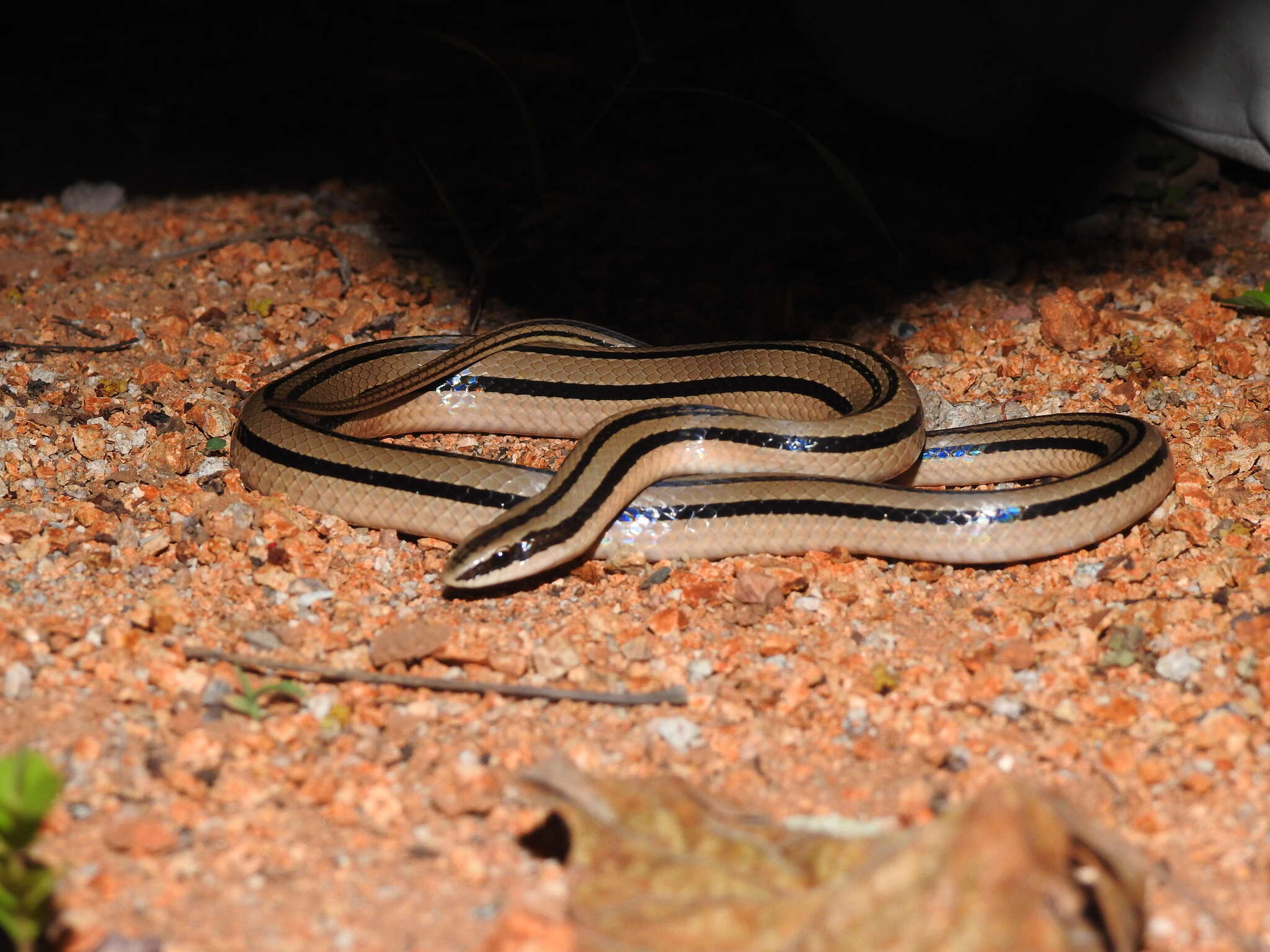 Image of Striped Road Guarder