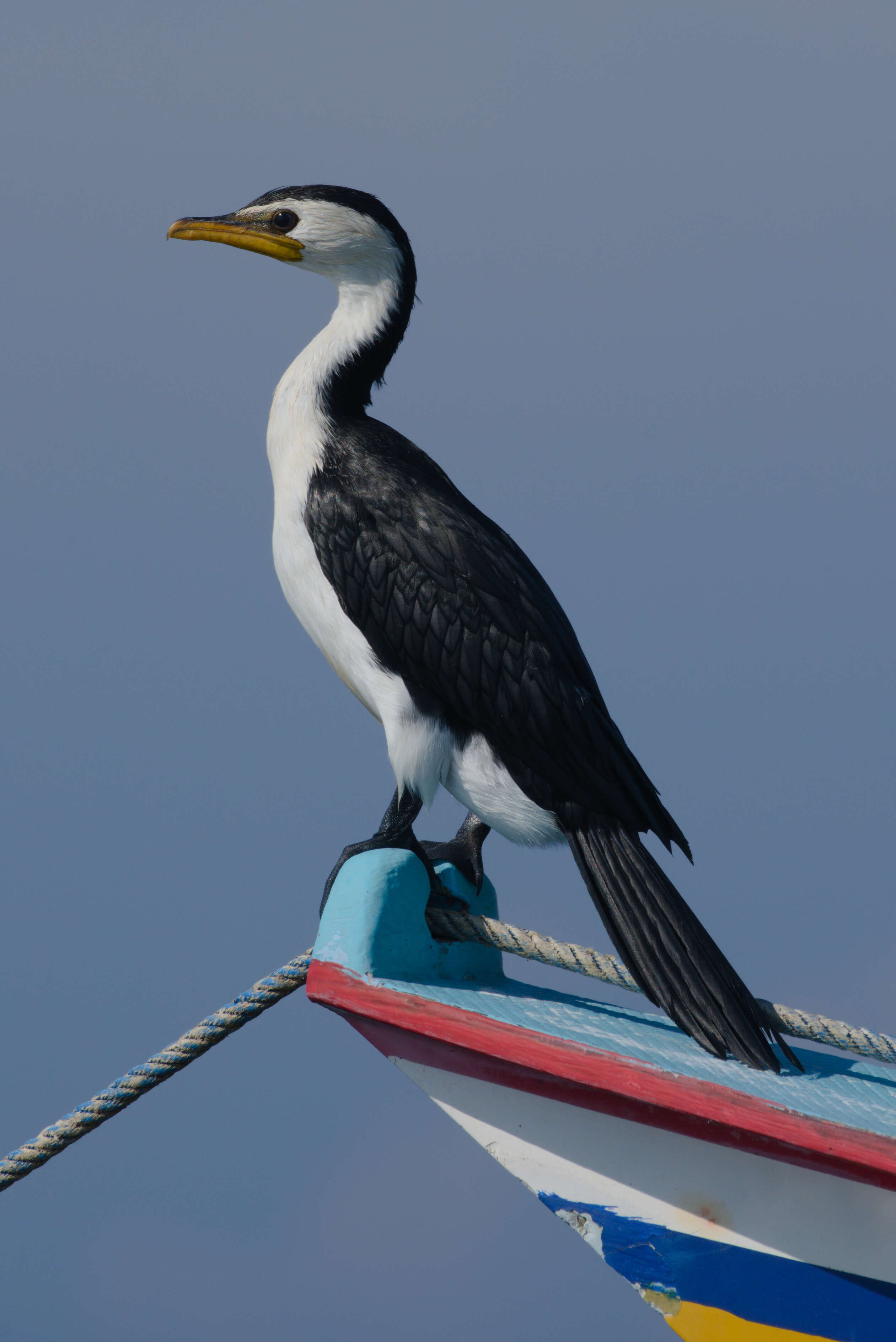 Image of Little Pied Cormorant