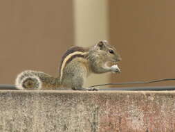 Image of Indian palm squirrel