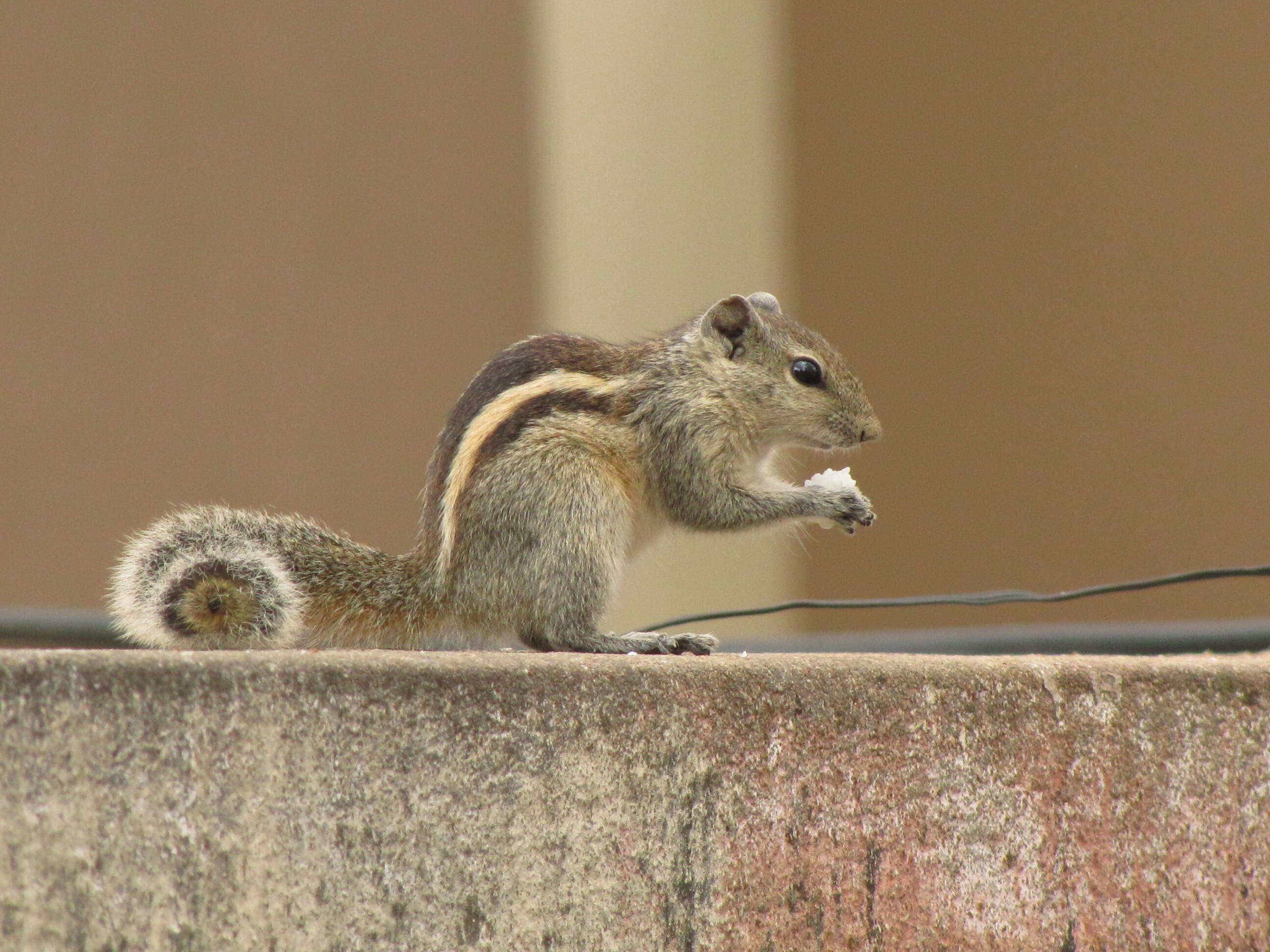 Image of Indian palm squirrel