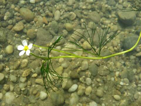 Слика од Ranunculus trichophyllus Chaix