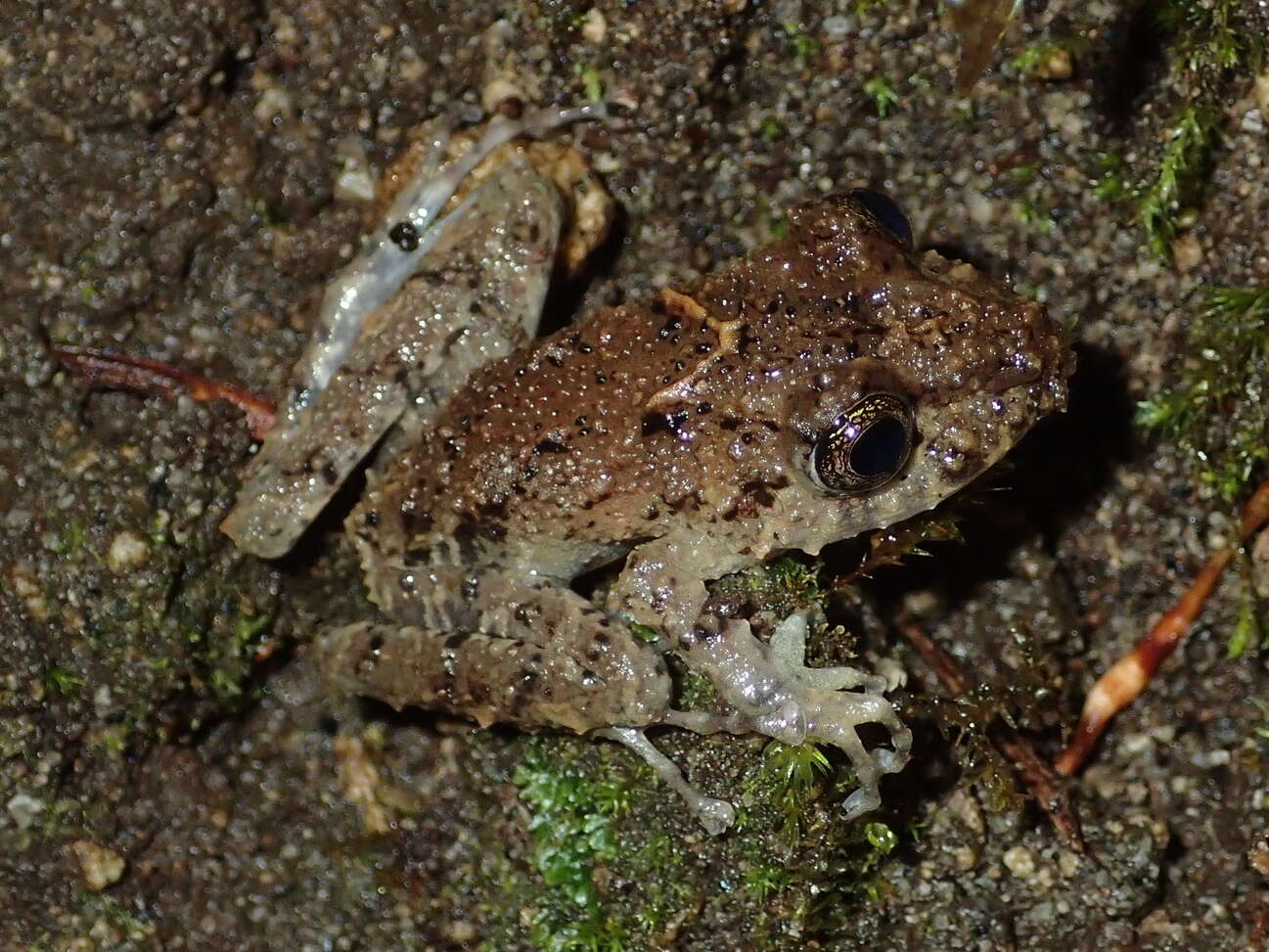 Image of Spring robber frog