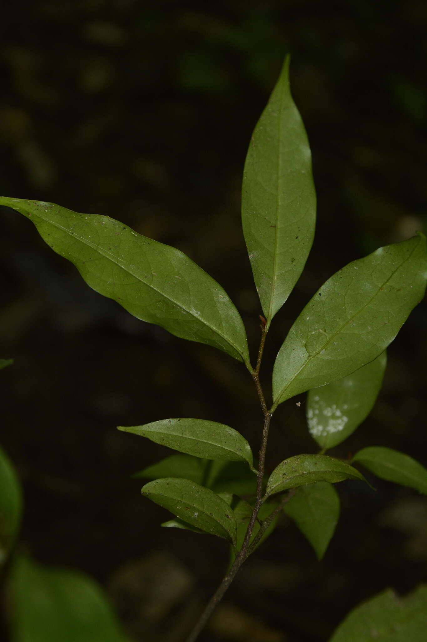 Image of Orophea thomsonii Bedd.