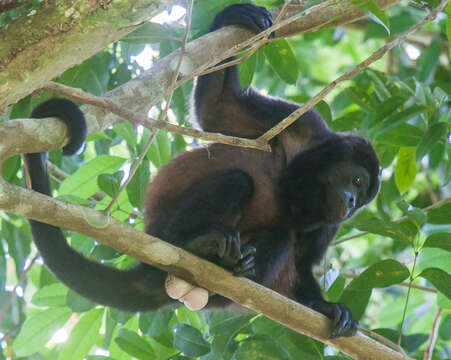 Image of Coiba Island Howling Monkey