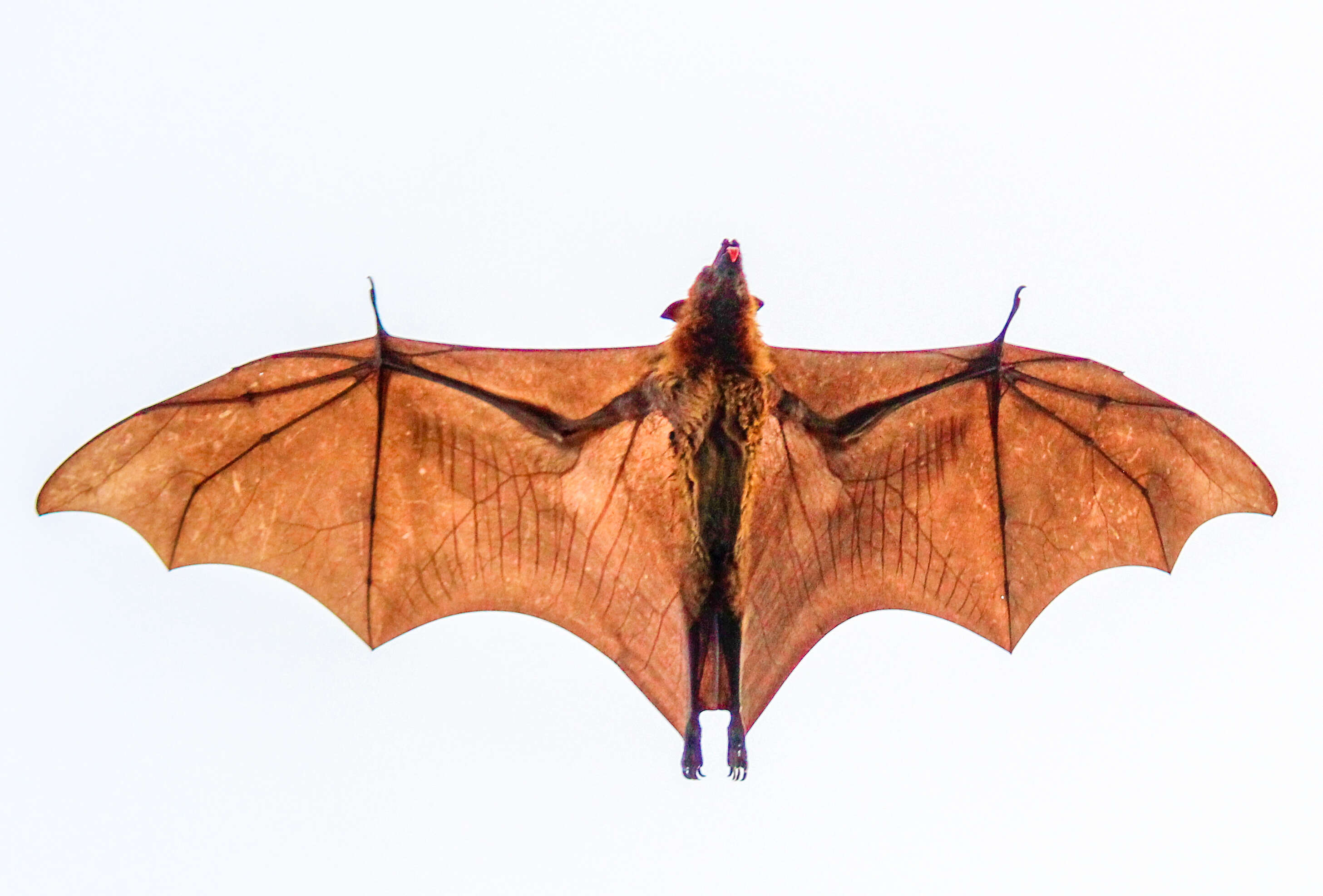 Image of Indian Flying Fox