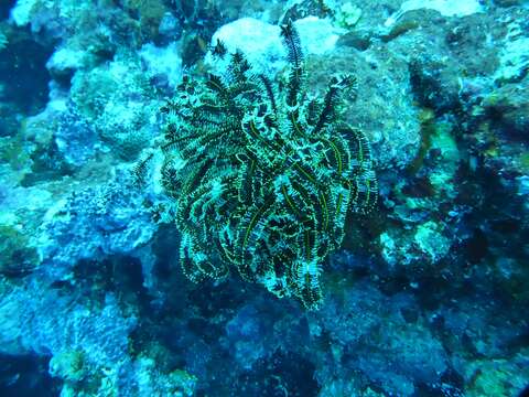 Image of Bottlebrush Feather Star