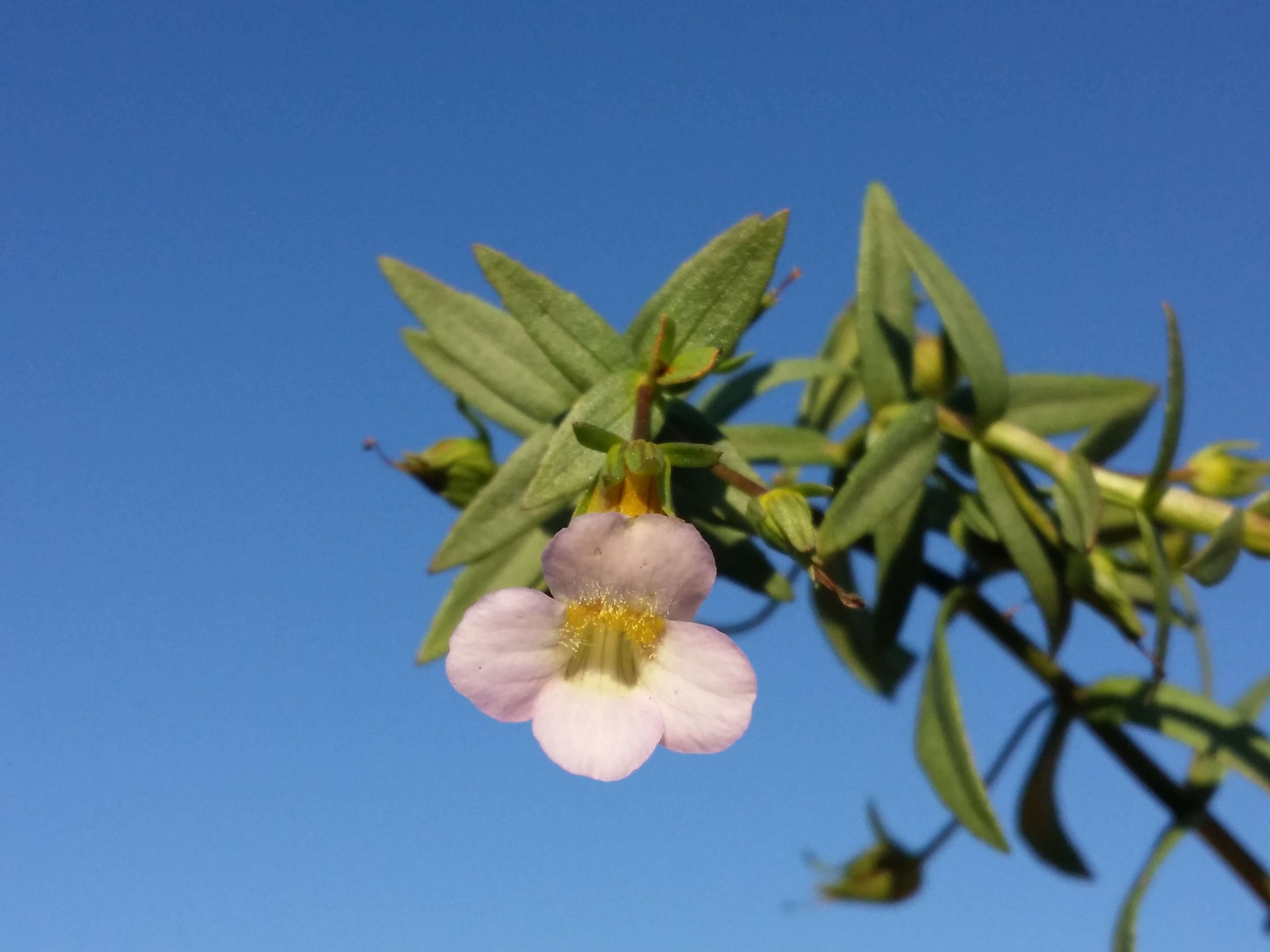 Image de Gratiole Officinale