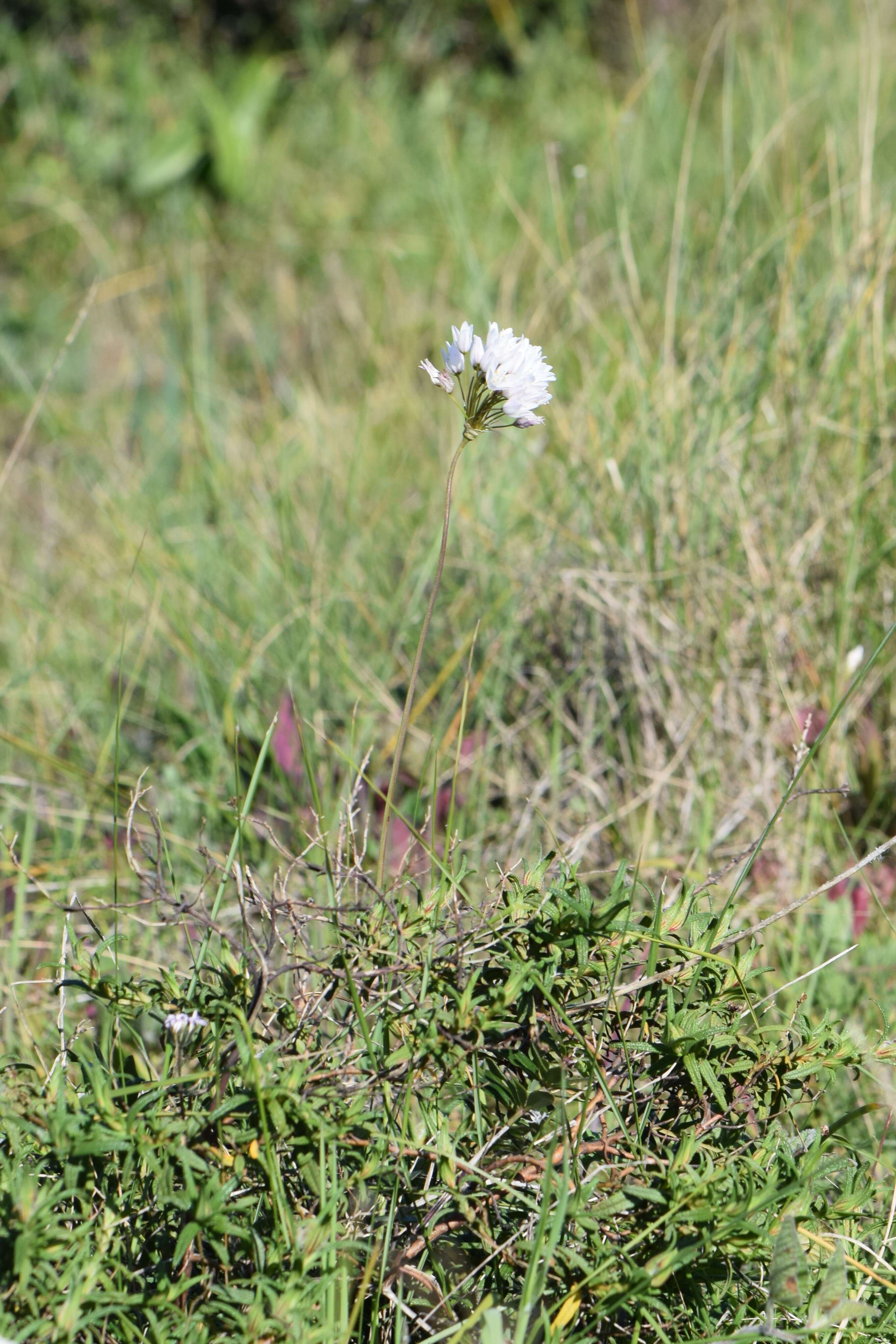 Image of Allium roseum L.