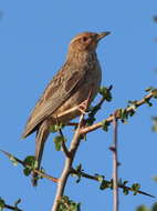 Image of Pink-breasted Lark