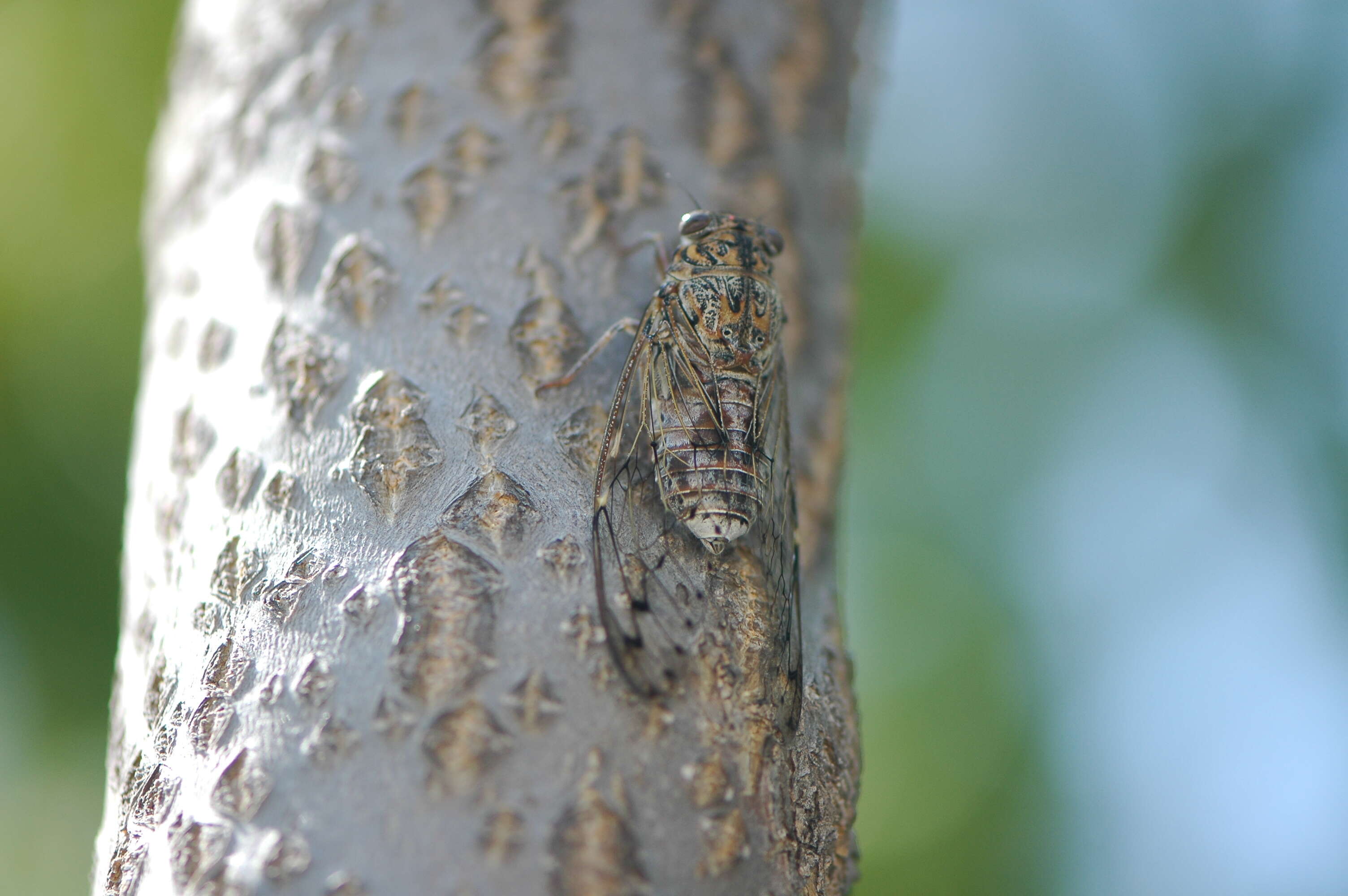 Sivun Cicada barbara (Stal 1866) kuva