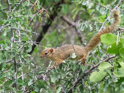 Image of Ochre Bush Squirrel