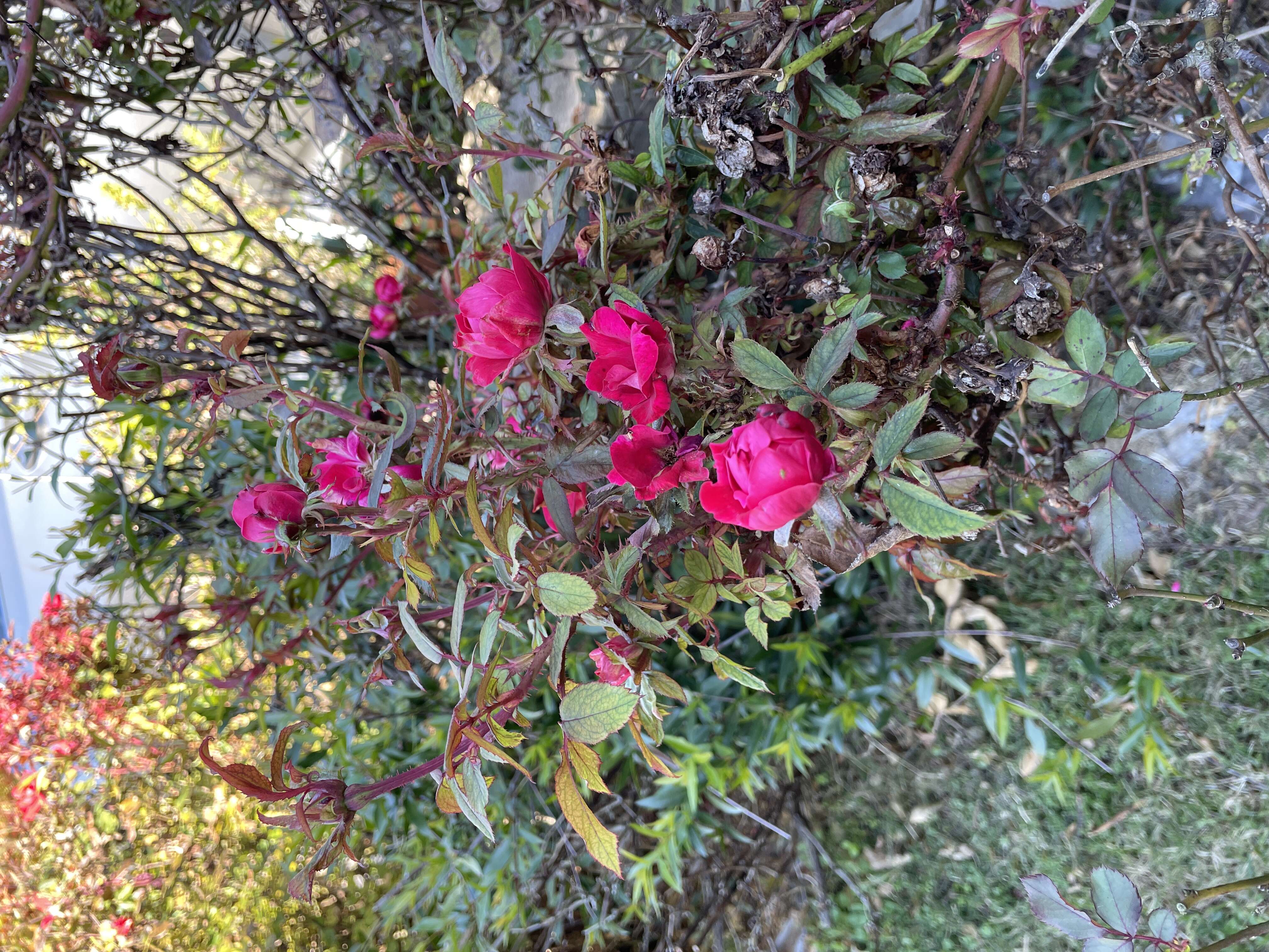 Image de Rose rosette emaravirus