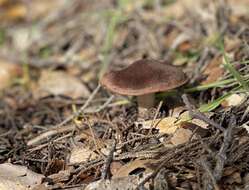 Sivun Cortinarius ohlone Bojantchev 2013 kuva