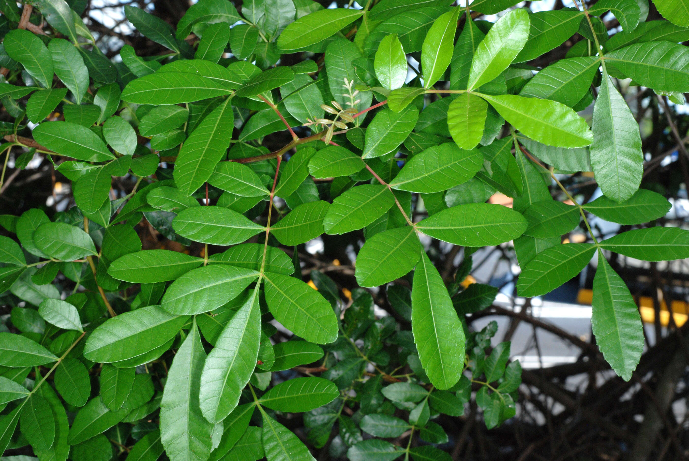 Image of Brazilian Peppertree