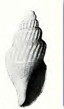 Image of Propebela monterealis (Dall 1919)