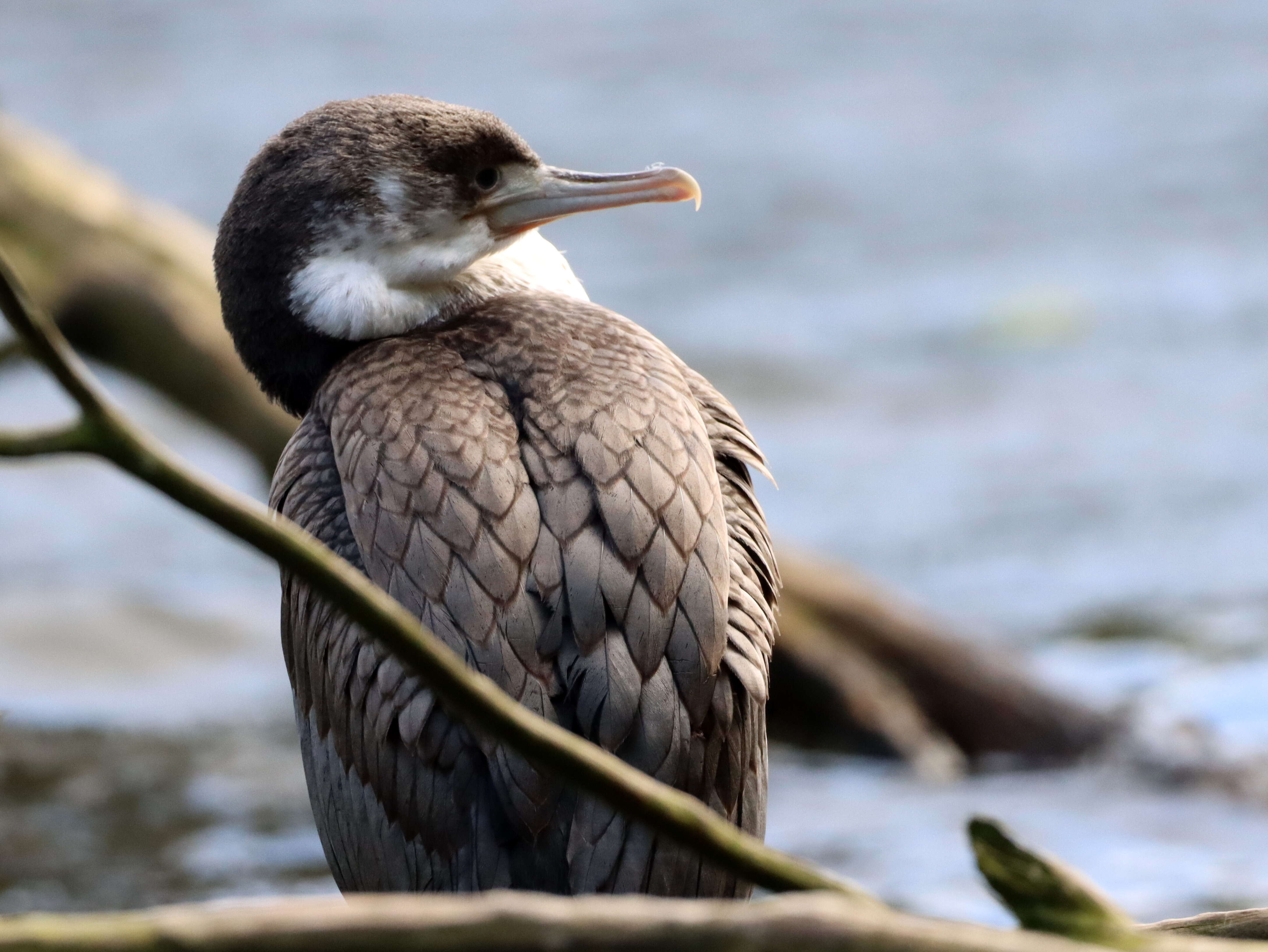 Image of Australian Pied Cormorant