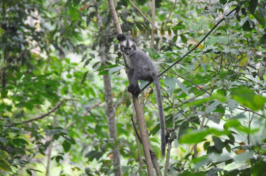 Image of North Sumatran Leaf Monkey