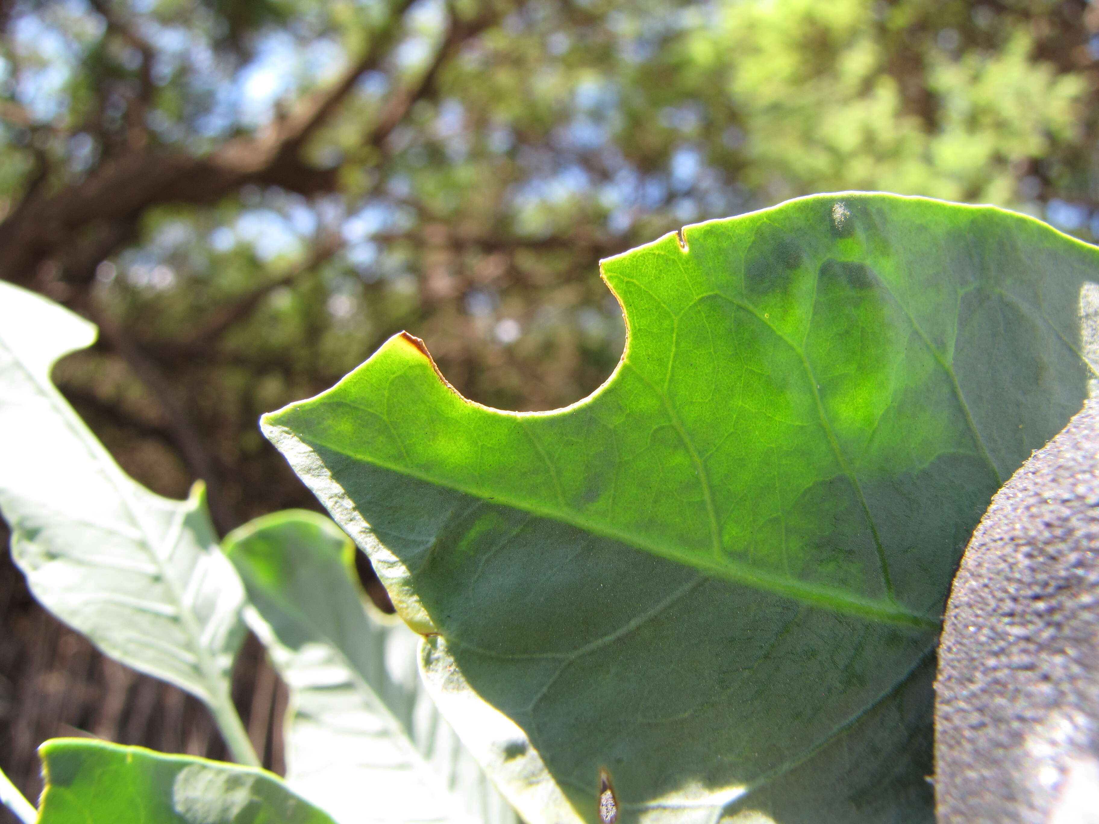 Image of tree tobacco