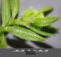 Image of yellow wall bedstraw