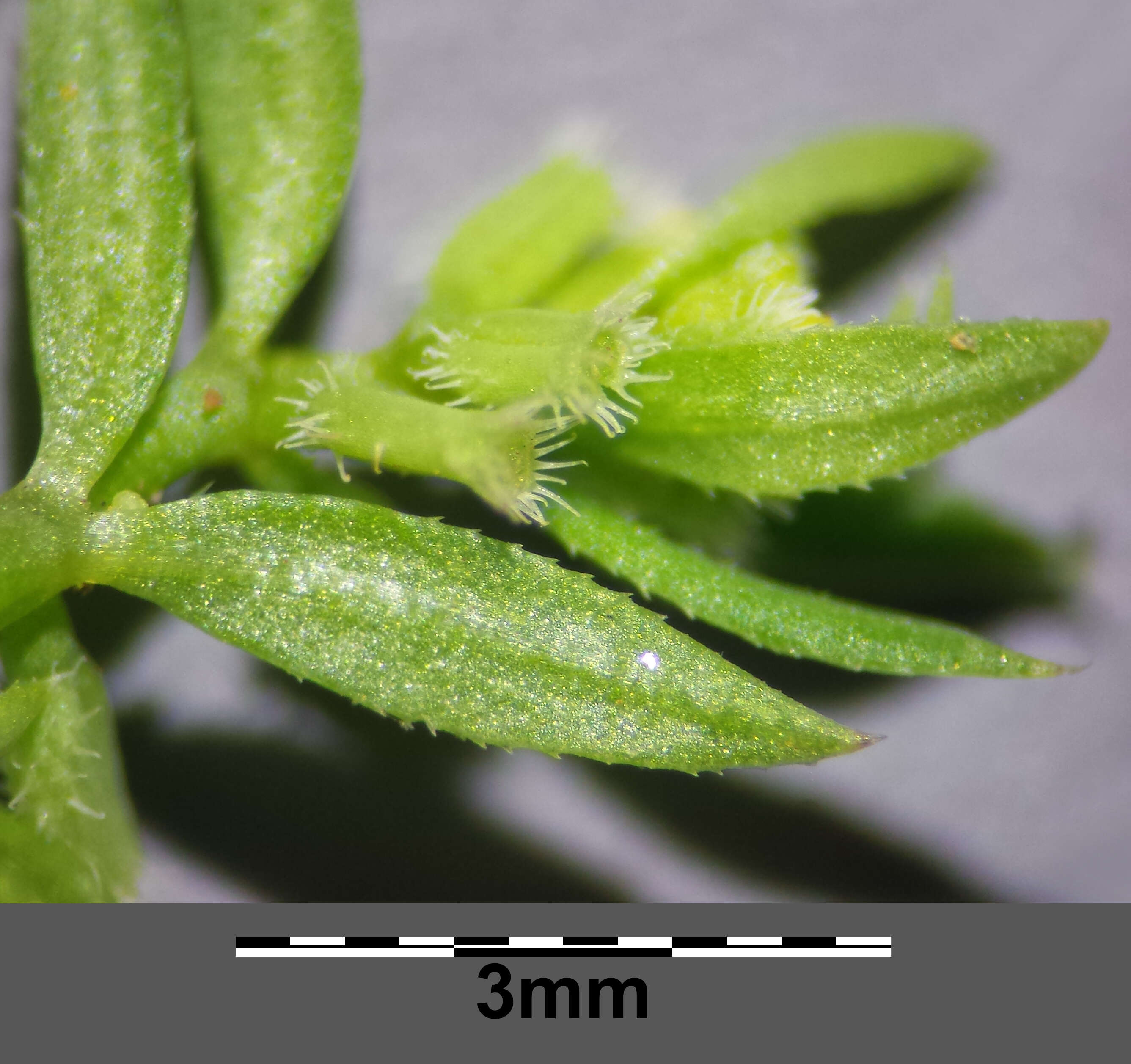 Image of yellow wall bedstraw