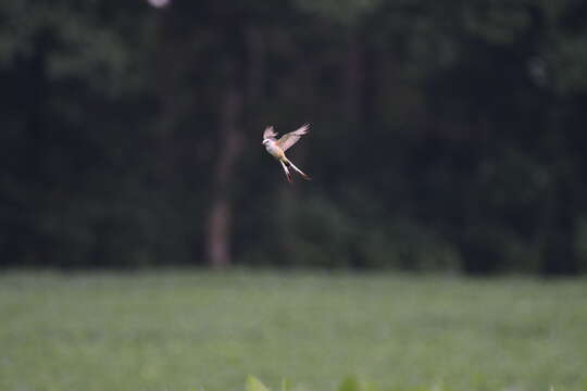 Image of Scissor-tailed Flycatcher