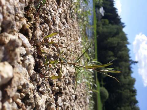 Image of Marsh Speedwell