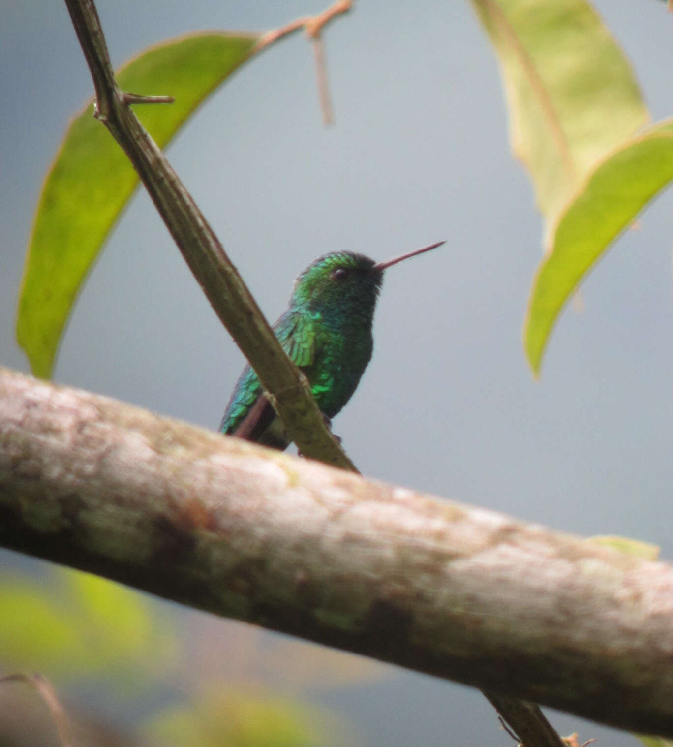 Chlorostilbon gibsoni (Fraser 1840) resmi