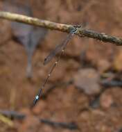 Image of Protosticta sanguinostigma Fraser 1922