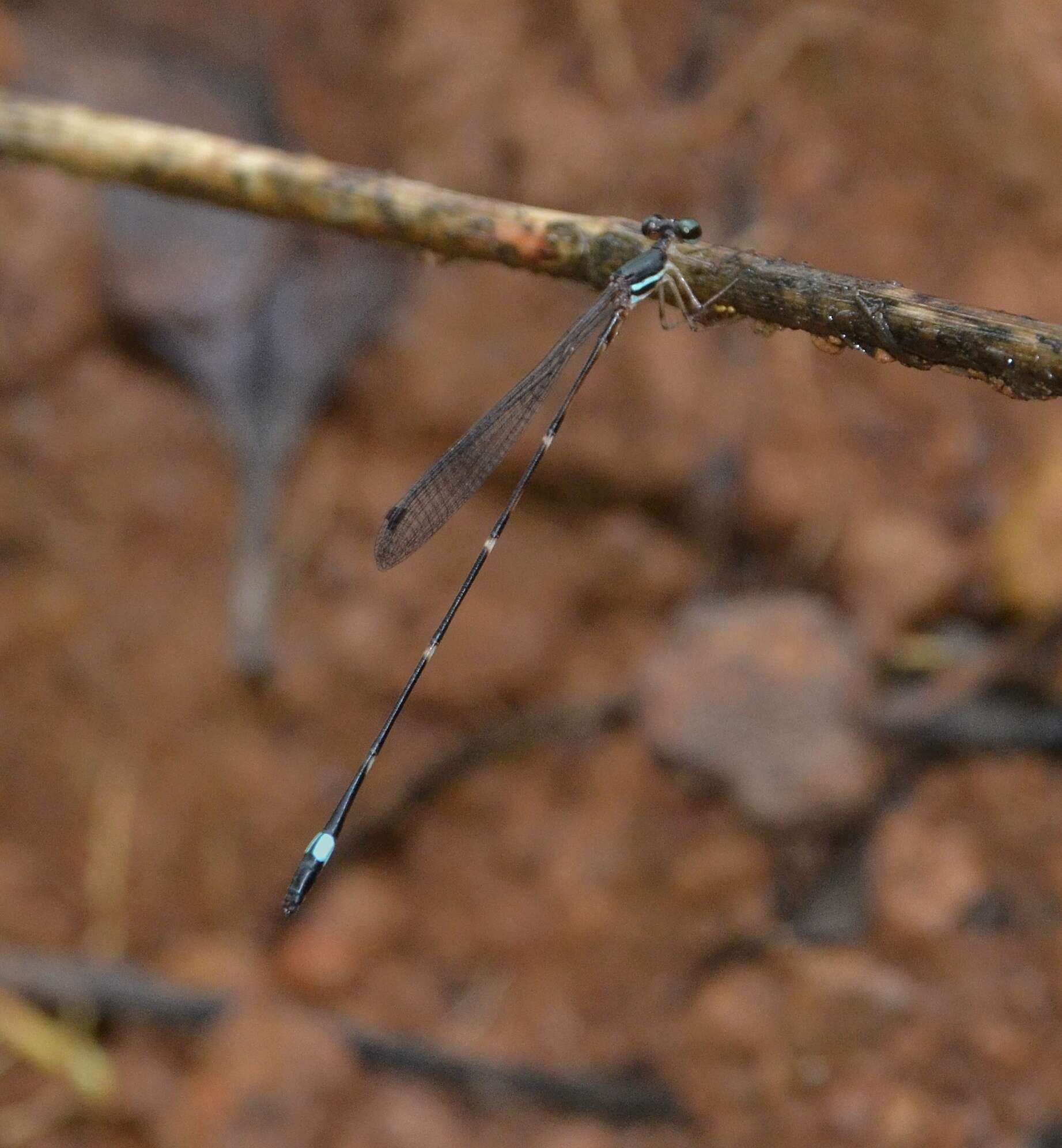 Image of Protosticta sanguinostigma Fraser 1922