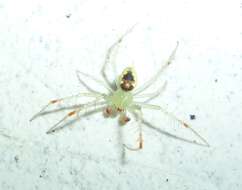 Sivun Araneus niveus (Hentz 1847) kuva