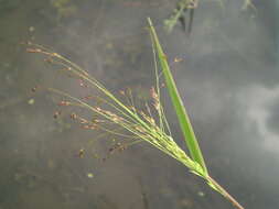 Panicum dichotomiflorum Michx. resmi