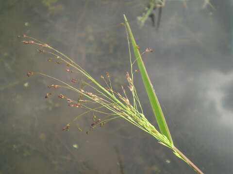 Imagem de Panicum dichotomiflorum Michx.